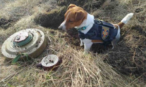 La storia di &quot;Cartuccia&quot;, il cane che scova gli ordigni inesplosi in Ucraina