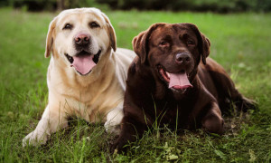 &Egrave; il labrador il cane pi&ugrave; amato dagli americani