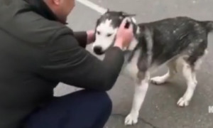Massacro di Bucha, un cane ritrova il suo padrone tra le macerie