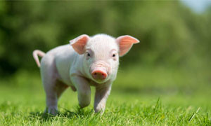 I maiali potranno essere registrati come animali da compagnia