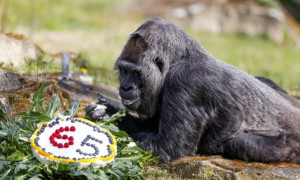 Auguri a Fatou, la gorilla pi&ugrave; vecchio del mondo compie 65 anni