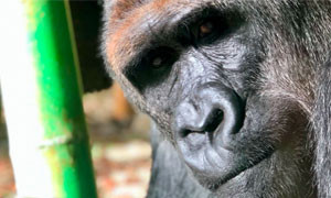 Gorilla come l'uomo: non riesce a staccare gli occhi dai cellulari