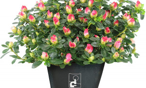 AIRC: Torna l' azalea della ricerca per la festa della mamma
