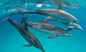 Ecco come i delfini possono riconoscere amici e familiari