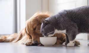 Cresce il mercato del pet food in tutto il mondo