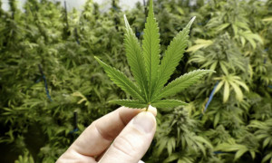 La Thailandia approva la depenalizzazione della marijuana