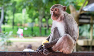 Vaiolo delle scimmie, 92 casi in 12 Paesi