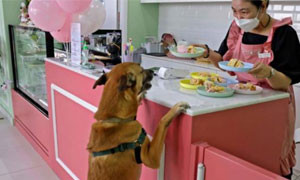 Dubai: un locale serve da mangiare solo ai cani