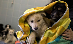 Oltre centomila cani adottati durante la pandemia e poi &quot;restituiti&quot;