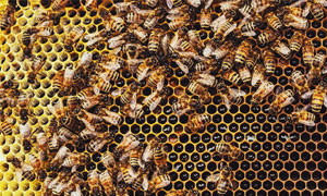 Australia: api in lockdown, c&rsquo;&egrave; un parassita letale