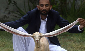 In Pakistan c'&egrave; una capra che ha le orecchie pi&ugrave; lunghe del mondo