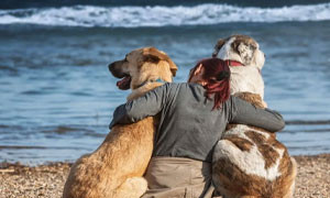 Dog beach in Sardegna: ecco dove si pu&ograve; portare il nostro amico a quattro zampe