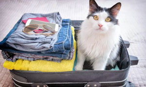Valigie feline: viaggiare con il nostro gatto &egrave; possibile?