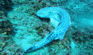 All'Isola d'Elba ritrovate carcasse di squali e razze sui fondali
