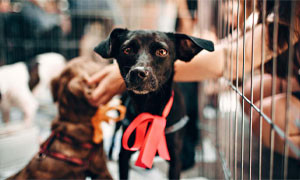 A New York sar&agrave; vietata la vendita di cani e gatti all&rsquo;interno dei negozi di animali