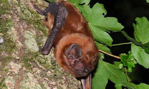 Trovata in Friuli una colonia riproduttiva di nottole giganti, i pipistrelli a rischio estinzione