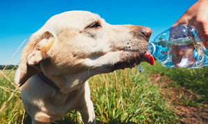 Come aiutare i nostri cani a prevenire l&rsquo;ondata di caldo estivo
