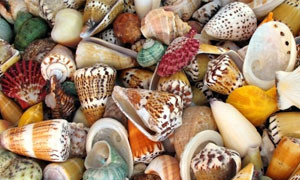 Se le spiagge rimangono senza molluschi non &egrave; un buon segno