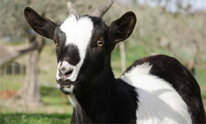 Napoli: lo stile di vita di una capra d&rsquo;appartamento