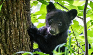 Ucciso e torturato un cucciolo di orso nero in Messico: &quot;Un crimine contro la biodiversit&agrave;&quot;