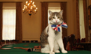 Il gatto di Downing Street candidato premier del Regno Unito