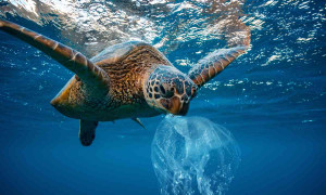 Sfida all' inquinamento: una rete cattura le plastiche in mare