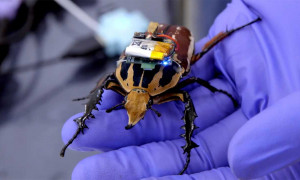 Gli scarafaggi utilizzati nelle missioni di ricerca e salvataggio durante i disastri naturali