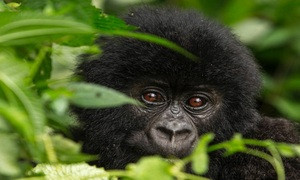 WWF avverte: in 50 anni distrutto il 69% della fauna selvatica