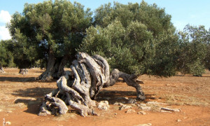 Camminata tra gli Olivi in Sardegna: #Abbracciaunolivo