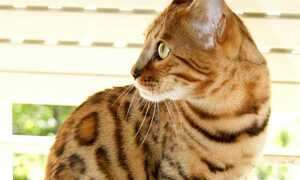 Gatto Bengala: tutte le caratteristiche dell'affascinante felino leopardato