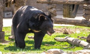 L'orso Yen compie un anno: l'esemplare era stato salvato dal traffico illegale di animali selvatici