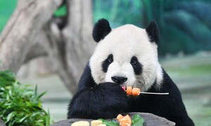 Morto Tuan Tuan: il panda gigante donato dalla Cina a Taiwan