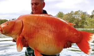 Enorme pesce rosso pescato in un lago francese: ecco quanto pesa