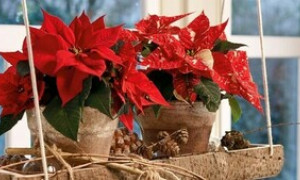 Coldiretti: stelle di Natale in met&agrave; delle case, ma &egrave; crisi nei vivai