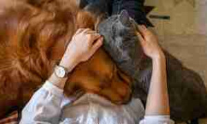 Botti di Capodanno: come proteggere i nostri animali