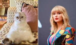 Ecco qual &egrave; il patrimonio della gattina di Taylor Swift