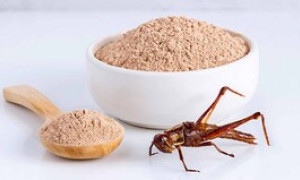 L'UE d&agrave; il via libera: arriva in cucina la polvere di grillo