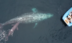 Balena partorisce davanti alla barca dei turisti. Ecco il video