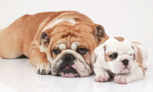 Paesi Bassi: divieto commercio e pubblicit&agrave; cani brachicefali