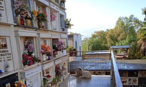 Magda, il cane che da anni va al cimitero davanti alla lapide della proprietaria morta
