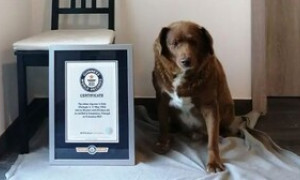 Il cane pi&ugrave; anziano del mondo si chiama Bobi. Ecco quanti anni ha