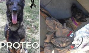 Terremoto Turchia, morto di fatica Proteo, il cane soccorritore inviato dal Messico