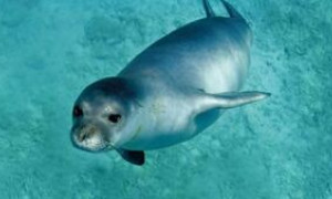 La foca monaca apprezza la Sardegna: l'isola di Caprera la sua meta preferita