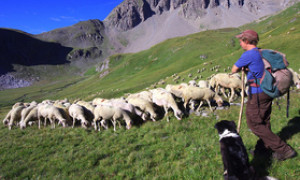 Nasce la prima scuola per pastori, ecco dove