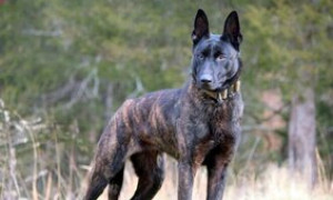 Ecco la speciale guardia del corpo di Biden per la visita a Varsavia: il pastore olandese Dakota