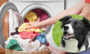 Fare il bucato diventa una missione di coppia, il cane aiuta la padrona, il video spopola sui social