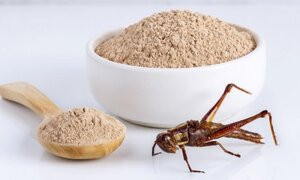 Farina di grillo: ecco in quali prodotti la troveremo