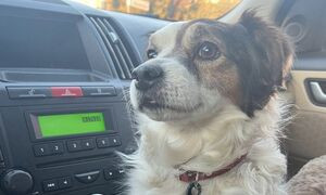 Anziana ricoverata in ospedale chiede di salutare il suo cane un'ultima volta