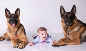 Piacenza: pi&ugrave; cani che bambini, ecco quanti sono