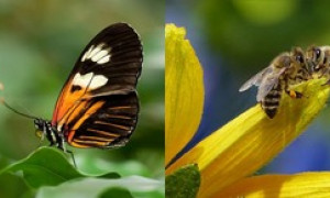 A rischio estinzione gli insetti impollinatori: sono sempre di meno